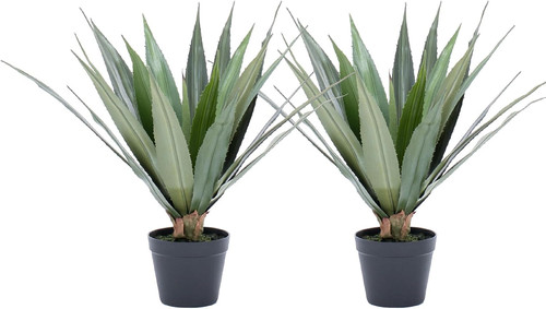 Piante agave artificiale - piante,