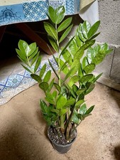 Zamioculcas sempreverde cm - sempreverde,
