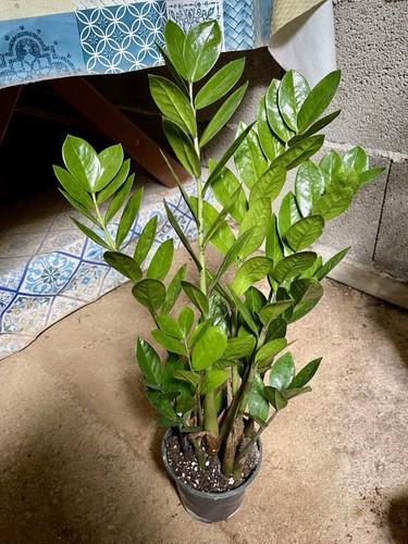 Zamioculcas sempreverde cm - 50,