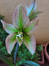 Hippeastrum PMn2 X iguazuanum 10 seeds, Amaryllis