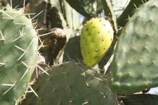 TALEA CUTTING Opuntia