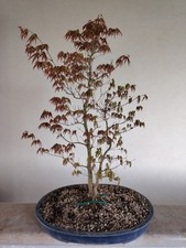 bonsai Acer Palmatum