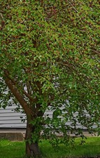 ALBERO DI GELSO 36-48" Alto