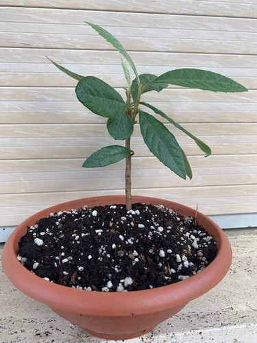 Pre bonsai nespolo del - nespolo,