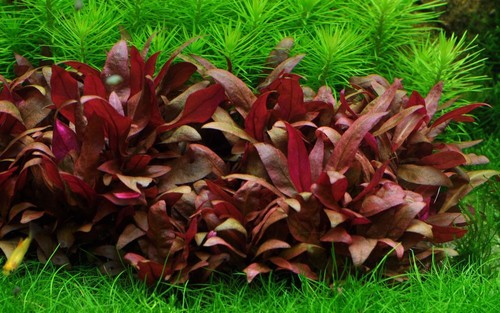 Piante per acquario - piante,
