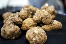 Fungo Tartufo Bianco Micelio