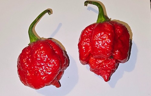 Semi peperoncino the - 20,