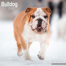 Calendario Bulldog 2026 | Regalo Razza Cane Parete 15% SCONTO ORDINI MULTIPLI
