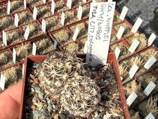 Sclerocactus whipplei