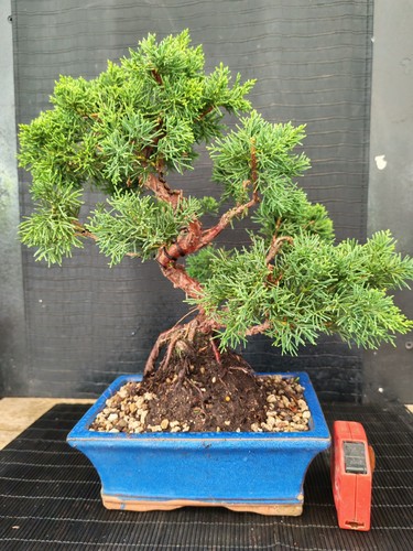 Bonsai ginepro chinesis - bonsai,