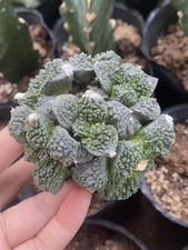 Ariocarpus 'Godzilla' Multi