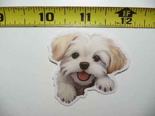 Peeking maltese piccolo - peeking,