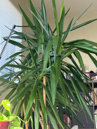 Giant yucca - (yucca, gigantea)