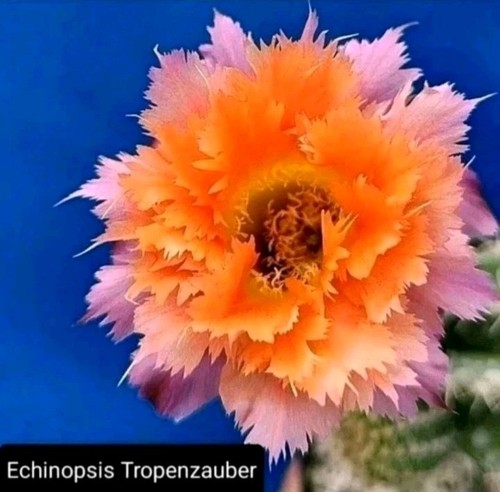 Echinopsis tropenzauber pot - echinopsis, "tropenzauber"