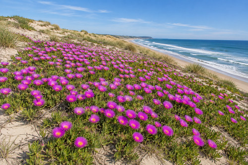 Carpobrotus rossii 200 semi - carpobrotus,