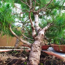 Bonsai Di Pino d'Aleppo O