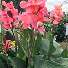 5 SEMI DI CANNA INDICA "Coral " SPEDIZIONE GRATUITA "