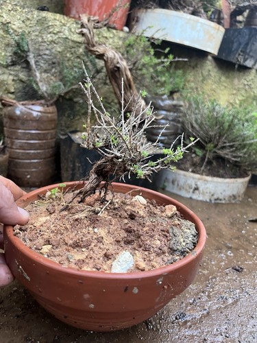 Bonsai timo mame - bonsai, pianta