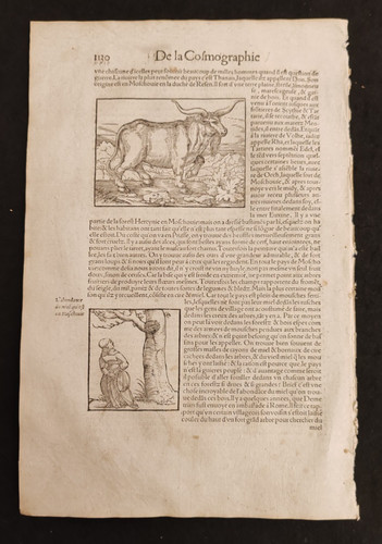 Bufalo bisonte xilografia - bufalo,