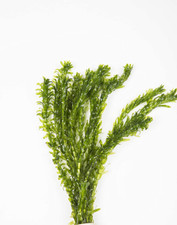 Egeria Densa 5 steli Pianta acquatica ossigenante