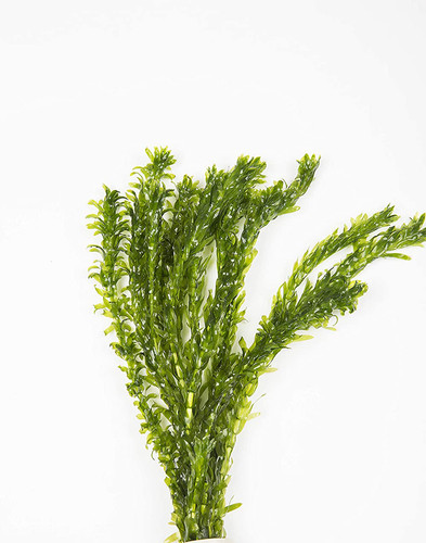Egeria densa steli pianta - egeria, 5