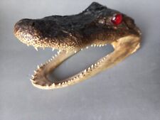 testa di caimano , aligatore 