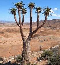 Aloidendron pillansii (syn