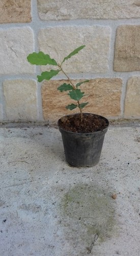Pianta quercus pubescens 20 - h,