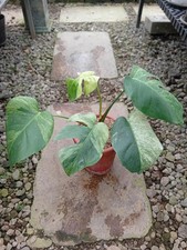 Real Picture Monstera Jungle