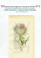  XVIII/XIX- CHARDON CIRSE