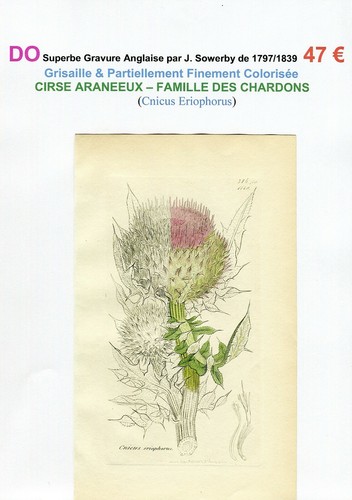 Xviii xix chardon cirse - ,