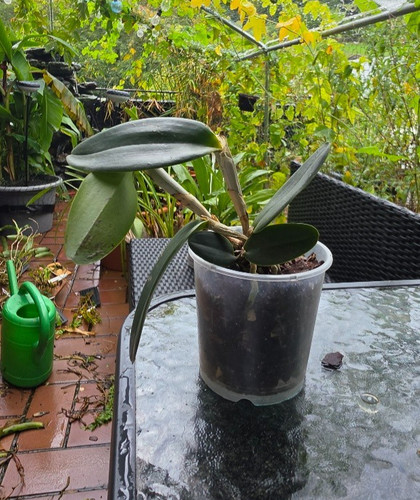 Cattleya ametistoglossa var