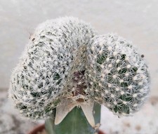 Mammillaria duwei cristate