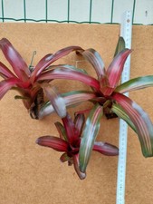 Neoregelia Iris, ibrido, bromelia, rilegato
