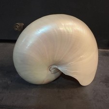 Grande conchiglia naturale
