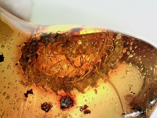 Rare mexican chiapas - mexican, miocene