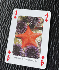 Bat Star Purple Urchin Pacific