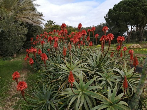 Aloe arborescens talea - arborescens,