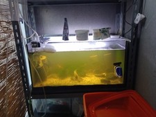 acquario usato 60litri