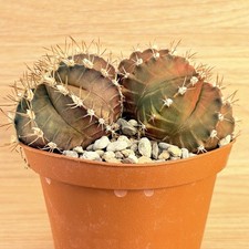 Gymnocalycium mihanovichii