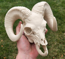 Grande teschio di ariete