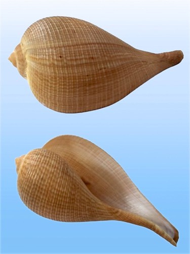 Ficidae ficus gracilis - ficidae,,