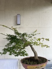 Bonsai ESEMPLARE Di Acero