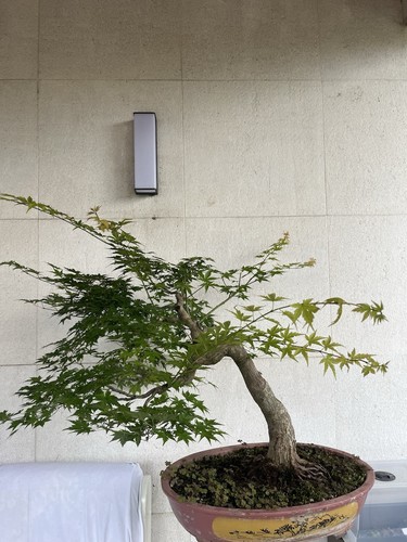 Bonsai esemplare acero - esemplare,