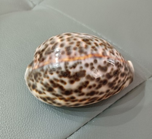 Conchiglia fermacarte