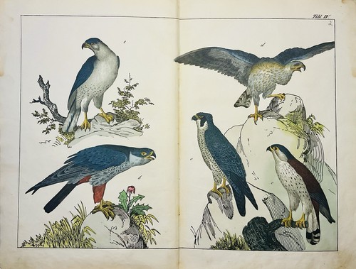Falchi rapaci - , 1838