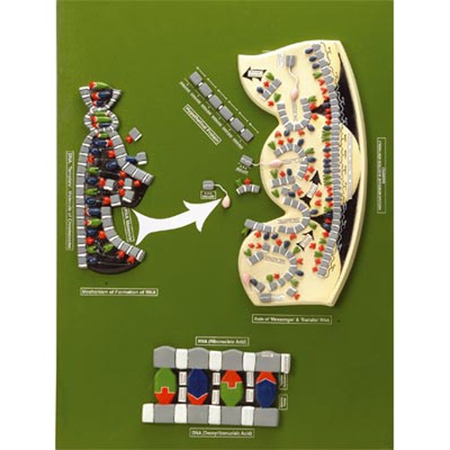 Modello tavola dna eisco - dna,
