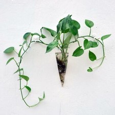 Contenitore Di Terrari Del Vaso Del Vaso Della Pianta Del Fiore Di Vetro