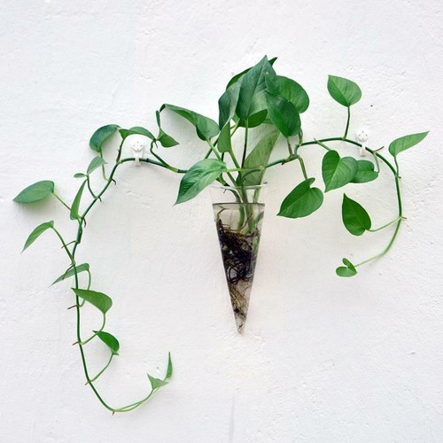 Contenitore terrari del - contenitore, di