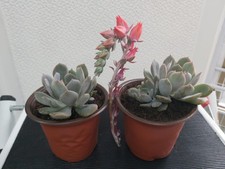 2 Vasetti da 9 cm di Echeveria – Piante Grasse Succulente da Collezione